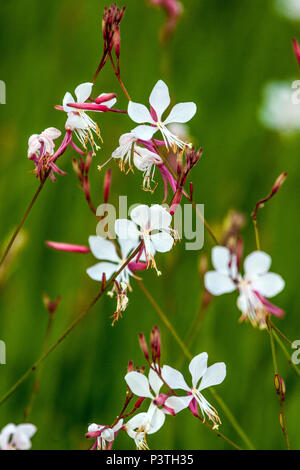 L'beeblossom, Lindheimer Gaura lindheimeri Banque D'Images