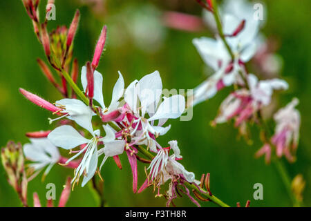 L'beeblossom, Lindheimer Gaura lindheimeri fleurs blanches Banque D'Images