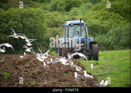 Ballydehob, Irlande. 19 Juin, 2018. Mouettes chercher un repas de Worms en tant qu'entrepreneur charrues Ballydehob producteur de lait en fonction du domaine pour Ben Deane la réinitialisation de l'herbe. Credit : Andy Gibson/Alamy Live News. Banque D'Images