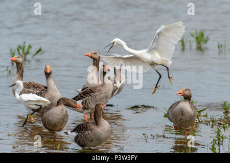 Oakham, Rutland Water UK. 19 juin 2018 : la faune de reproduction, l'alimentation des mères et la construction du nid sur l'un de l'Uk plus grand espace nature. Clifford Norton Alamy Live News. Banque D'Images