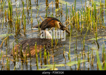 Oakham, Rutland Water UK. 19 juin 2018 : la faune de reproduction, l'alimentation des mères et la construction du nid sur l'un de l'Uk plus grand espace nature. Clifford Norton Alamy Live News. Banque D'Images