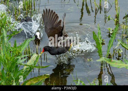 Oakham, Rutland Water UK. 19 juin 2018 : la faune de reproduction, l'alimentation des mères et la construction du nid sur l'un de l'Uk plus grand espace nature. Clifford Norton Alamy Live News. Banque D'Images