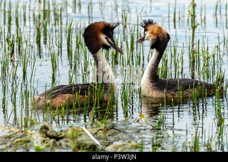 Oakham, Rutland Water UK. 19 juin 2018 : la faune de reproduction, l'alimentation des mères et la construction du nid sur l'un de l'Uk plus grand espace nature. Clifford Norton Alamy Live News. Banque D'Images