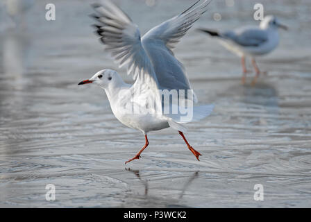 Une mouette, plumage d'hiver, la course du patin à glace sur un lac gelé sur un jour froid, Rhénanie, Allemagne, Europe Banque D'Images