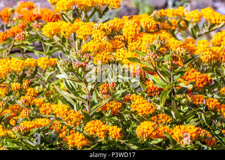 L'Asclépiade tubéreuse Asclepias tuberosa - plante, l'Asclépiade Banque D'Images