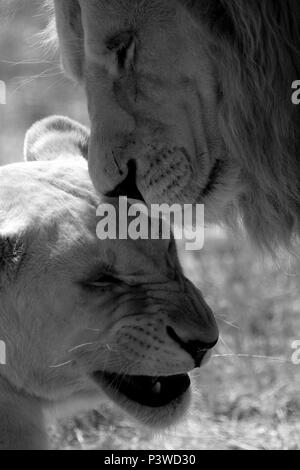 Paire de lions blancs (Panthera leo Krugeri ) dans une ambiance ludique dans le parc du Lion Drakenstein, Klapmuts, Afrique du Sud. Banque D'Images