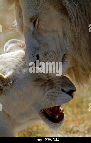 Paire de lions blancs (Panthera leo Krugeri ) dans une ambiance ludique dans le parc du Lion Drakenstein, Klapmuts, Afrique du Sud. Banque D'Images