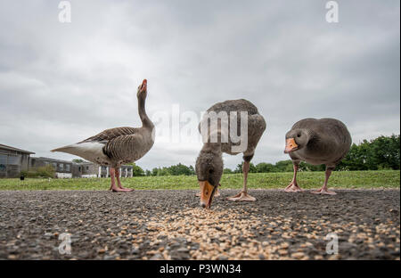 Low angle view of Grey Goose l'allaitement à Slimbridge Wetlands Centre Banque D'Images