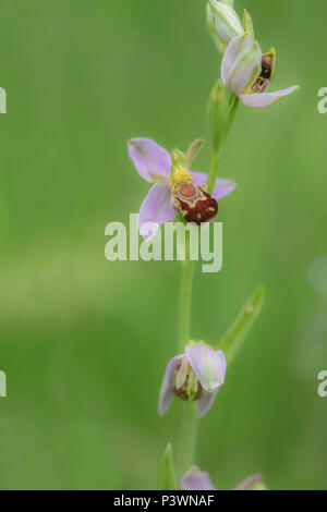 De plus en plus sauvages une orchidée abeille en dresse l'herbe à Gloucester Banque D'Images