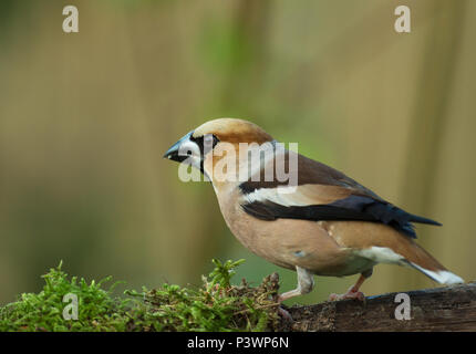 Tôt le matin, Hawfinch (Coccothraustes coccothraustes) est assis sur une branche moussue d'un arbre. La Pologne en juin. Vue horizontale. Banque D'Images