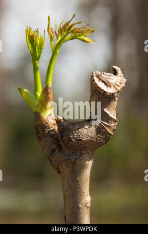 Un Devil's Walking Stick commence à fleurir dans les Jardins Botaniques de Birmingham à Birmingham en Alabama, Banque D'Images