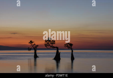 Mangrove dans Walakiri Beach, après le coucher du soleil, Sumba-est, Indonésie Banque D'Images