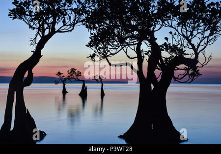 Mangrove dans Walakiri Beach, après le coucher du soleil, Sumba-est, Indonésie Banque D'Images