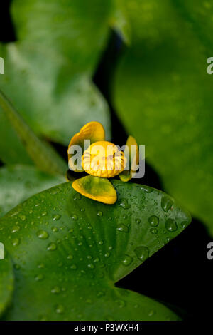 Fleur de l'utriculaire (Utricularia australis aquatiques) dans l'étang Banque D'Images