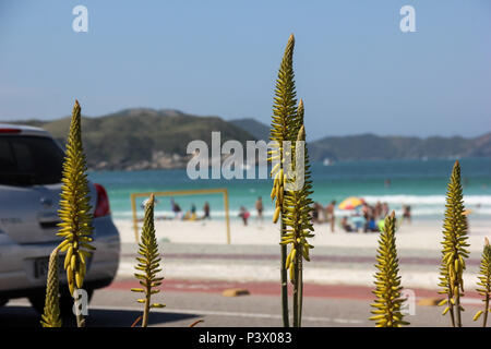 Vegetação na Orla de Cabo Frio. Principais pontos turísticos de Cabo Frio, na Região dos Lagos, pas de Rio de Janeiro. Banque D'Images