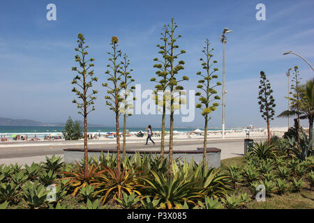 Vegetação na Orla de Cabo Frio. Principais pontos turísticos de Cabo Frio, na Região dos Lagos, pas de Rio de Janeiro. Banque D'Images