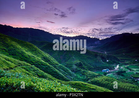 Cameron Highlands Tea Plantation vue aérienne du paysage au coucher du soleil, Malaisie Banque D'Images