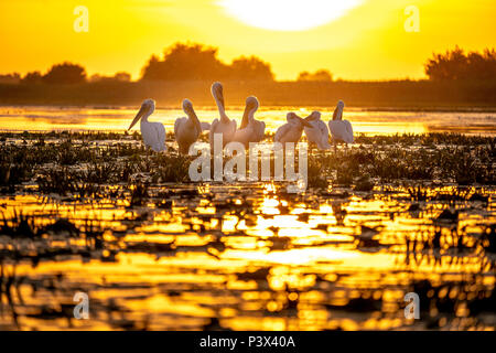 Coucher de soleil typique dans le Delta du Danube en Roumanie avec des pélicans se préparent à dormir Banque D'Images