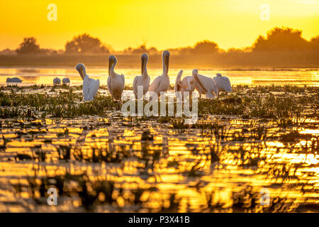 Coucher du soleil dans le Delta du Danube avec des pélicans se préparer à dormir Banque D'Images