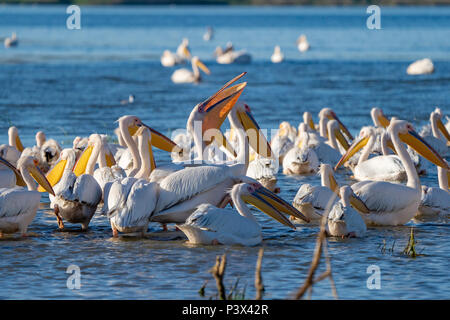 Une colonie de pélicans blancs (Pelecanidae pélicans dalmates) et (Pelecanus crispus) dans le Delta du Danube, Roumanie Banque D'Images