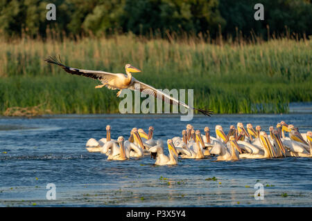 Avec une grande colonie de pélicans pélicans blancs et les pélicans dalmates (Pelecanus crispus) dans le Delta du Danube Banque D'Images