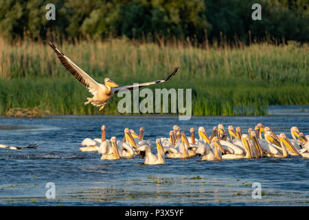 Avec une grande colonie de pélicans pélicans blancs et les pélicans dalmates (Pelecanus crispus) dans le Delta du Danube Banque D'Images