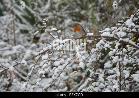 Robin un peu profiter de la neige de l'hiver, au nord du Pays de Galles Banque D'Images