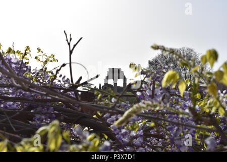 Wisteria en pleine fleur avec des ruines romaines (Temple de Castor et Pullox) en arrière-plan Banque D'Images