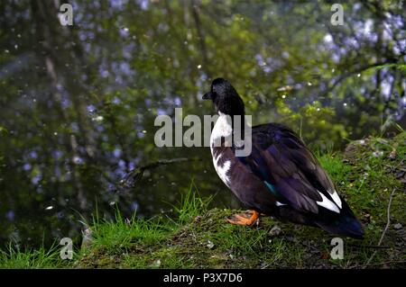 Canard mâle, prêt à nager, au nord du Pays de Galles Banque D'Images