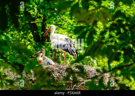 Cigognes blanches (Ciconia ciconia) avec les poussins dans le nid, la Suisse. Banque D'Images