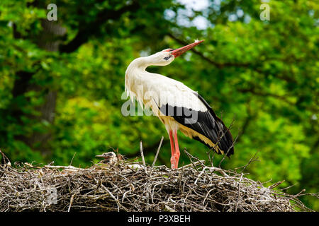 Cigognes blanches (Ciconia ciconia) Message d'accueil dans le nid, la Suisse. Banque D'Images