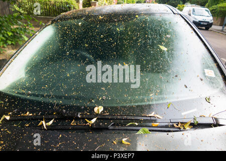 Une automobile avec la sève des arbres sur l'ensemble de son bonnet, pare-brise et top, la rendant très collante, sale, et dans le besoin d'une propre avant il serait sûr de conduire. (99) Banque D'Images