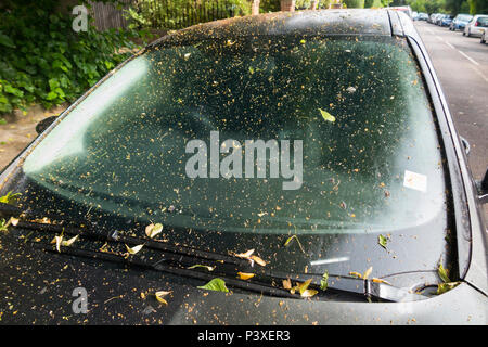 Une automobile avec la sève des arbres sur l'ensemble de son bonnet, pare-brise et top, la rendant très collante, sale, et dans le besoin d'une propre avant il serait sûr de conduire. (99) Banque D'Images