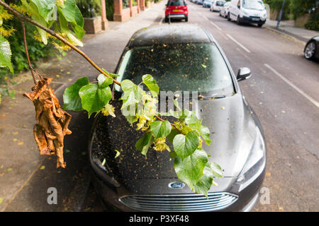 Une automobile avec la sève des arbres sur l'ensemble de son bonnet, pare-brise et top, la rendant très collante, sale, et dans le besoin d'une propre avant il serait sûr de conduire. (99) Banque D'Images