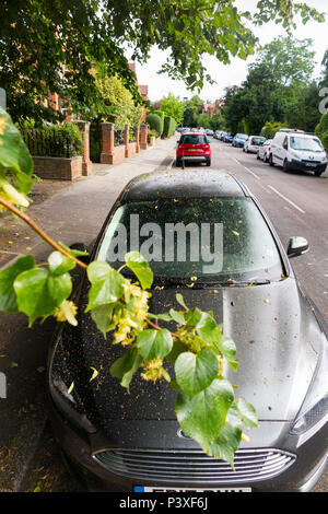 Une automobile avec la sève des arbres sur l'ensemble de son bonnet, pare-brise et top, la rendant très collante, sale, et dans le besoin d'une propre avant il serait sûr de conduire. (99) Banque D'Images