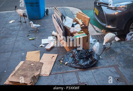 Australian White Ibis ramasser par un sac poubelle noir sur la chaussée à côté d'une pile de boîtes en carton et une voiture à chercher de la nourriture à Sydney Banque D'Images