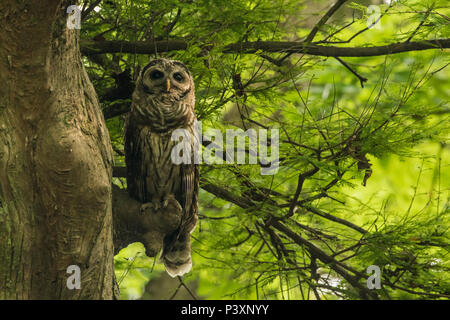 Un jeune la Chouette rayée (Strix varia) dans son gîte diurne, cachés dans un marais de cyprès et perché sur un des cyprès. Banque D'Images