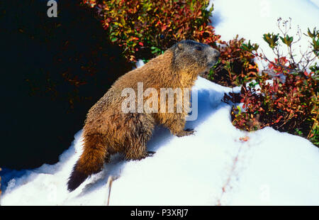 Marmotte alpine, Marmota marmota, Sciuridae, Marmot, rongeur, mammifère, animal, Dischmatal, Davos, Alpes, Canton des Grisons, Suisse Banque D'Images