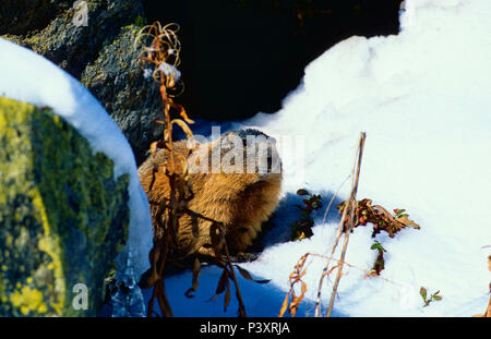 Marmotte alpine, Marmota marmota, Sciuridae, Marmot, rongeur, mammifère, animal, Dischmatal, Davos, Alpes, Canton des Grisons, Suisse Banque D'Images