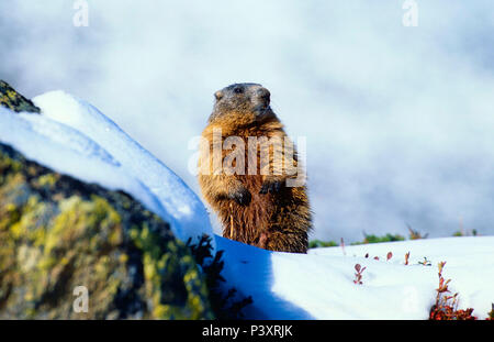 Marmotte alpine, Marmota marmota, Sciuridae, Marmot, mammifère, animal, Dischmatal, Davos, Alpes, Canton des Grisons, Suisse Banque D'Images