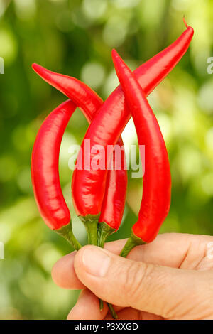 Red Hot Chili. Banque D'Images