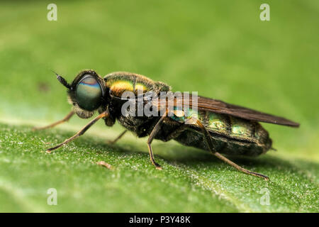 Large mouche soldat Centurian (Chloromyia formosa) reposant sur la feuille. Tipperary, Irlande Banque D'Images