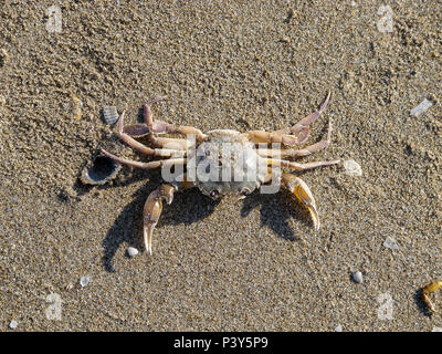 Un crabe mort sur le rivage Banque D'Images