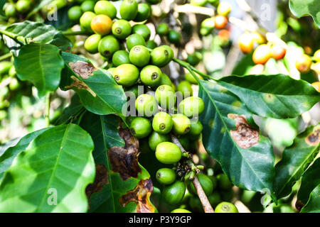 Pé de café. Nome científico : Caffea Arabica L. Banque D'Images