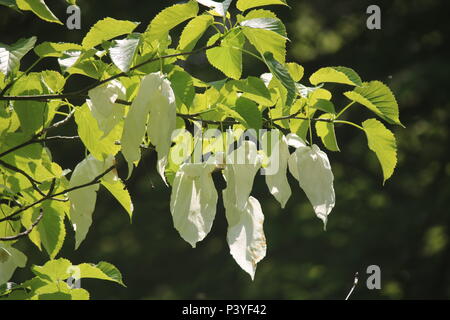 Davidia involucrata, la colombe-tree, arbre de mouchoir, mouchoir de poche, d'arbres ou ghost tree est une espèce d'arbre à feuilles caduques dans la famille Nyssace Banque D'Images