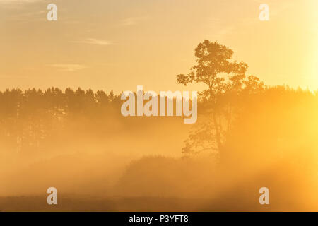 Silhouette de pin dans la région de sunrise matin lumière brumeuse. Foggy matin ensoleillé sur le terrain de l'été. Matin brumeux panorama. Banque D'Images