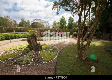 O Jardim das Sensações oferece um passeio sensorial em 200 com Plantas Aromáticas nativas, e Medicinais. Aucun fica parque Jardim Botânico - Rua Engenheiro Ostoja Rogunski, 690, Bairro Jardim Botânico, Curitiba (PR) O Horário de atendimento é de lundi un domingo, das 9h às 17h. Banque D'Images