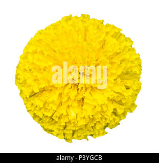 Vue de dessus de belles fleurs de souci isolé.(Tagetes erecta) Banque D'Images
