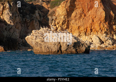 Les mouettes en été reposant sur plage et rocher Banque D'Images