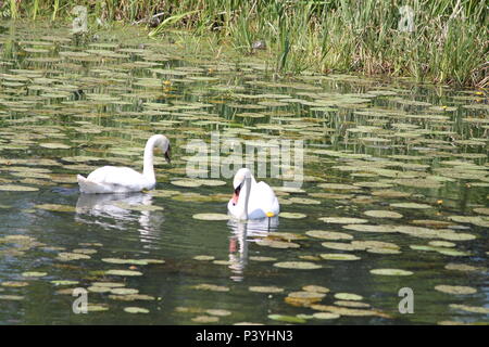 Couple de cygnes sauvages blanc pêche en étang dans chaude journée d'été Banque D'Images